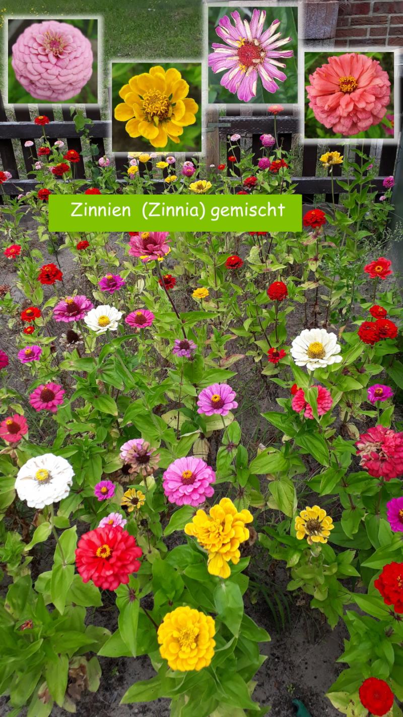 Zinnien  (Zinnia) gemischt