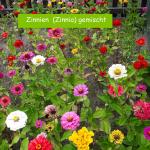 Zinnien  (Zinnia) gemischt