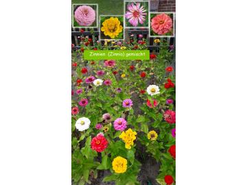 Zinnien  (Zinnia) gemischt