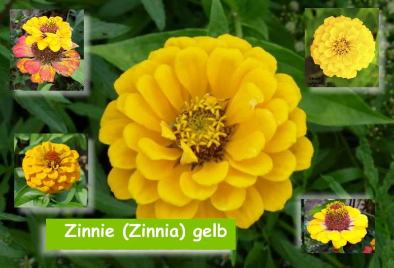 Zinnien (Zinnia) gelb