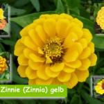 Zinnien (Zinnia) gelb
