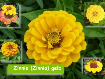 Zinnien (Zinnia) gelb
