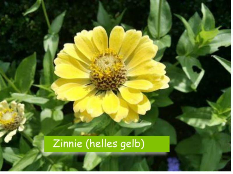 Zinnien (Zinnia) helles gelb
