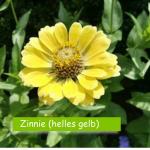 Zinnien (Zinnia) helles gelb