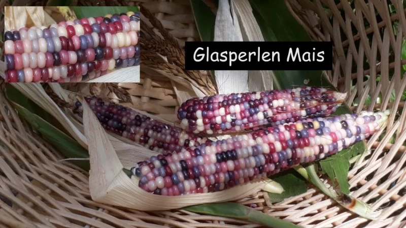 Glasperlenmais