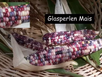 Glasperlenmais