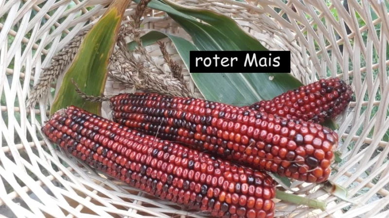 roter Mais