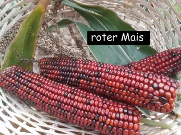 roter Mais