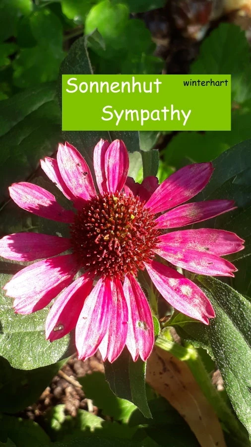 Sonnenhut Sympathy