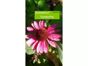 Sonnenhut Sympathy