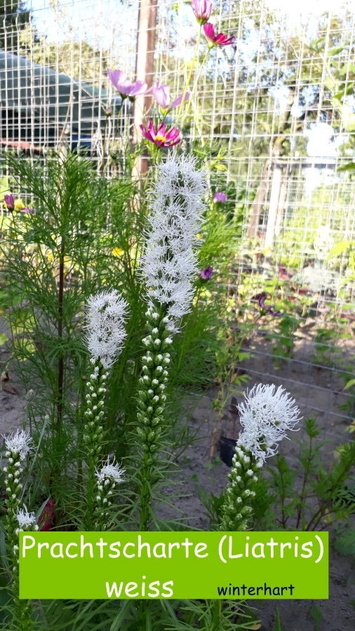 Prachtscharte (Liatris) weiss