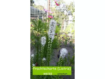 Prachtscharte (Liatris) weiss