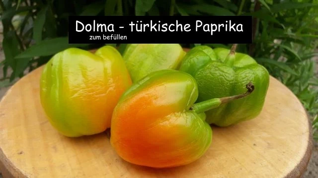 Dolma