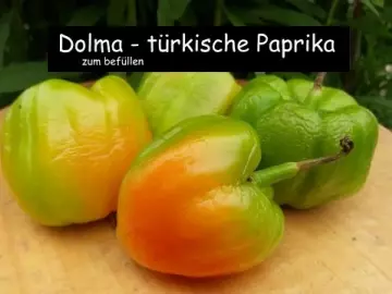 Dolma