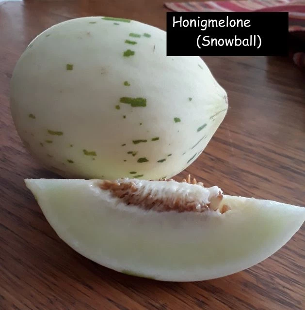Honigmelone - Snowball