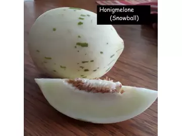 Honigmelone - Snowball