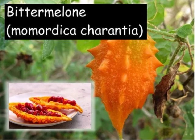 Bittermelone (Momordica charantia)
