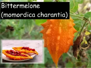 Bittermelone (Momordica charantia)