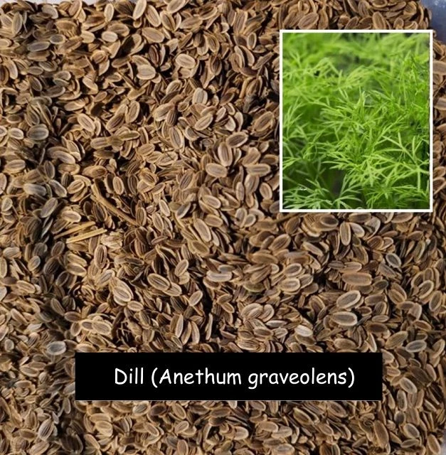 Dill