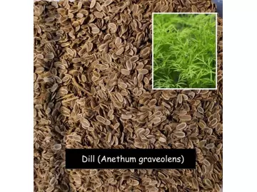Dill