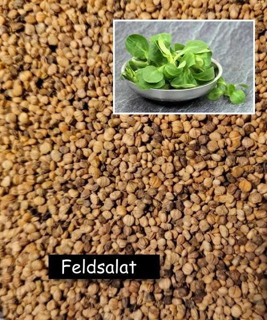 Feldsalat