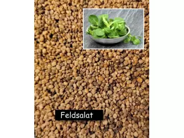 Feldsalat