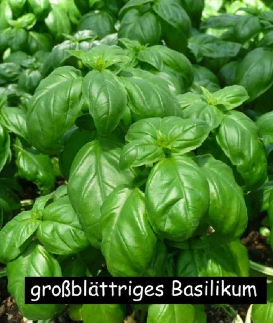 Basilikum