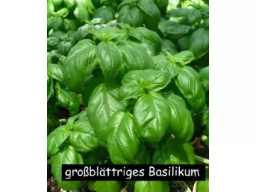 Basilikum