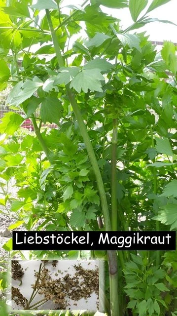 Liebstöckel, Maggikraut