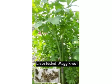 Liebstöckel, Maggikraut