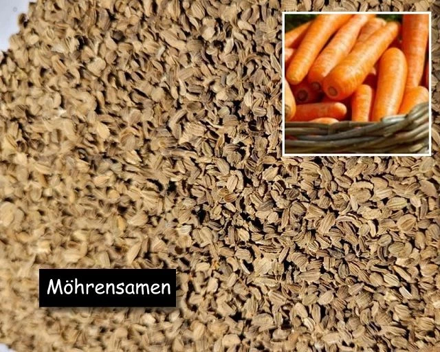 Möhrensamen