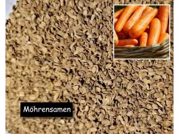 Möhrensamen