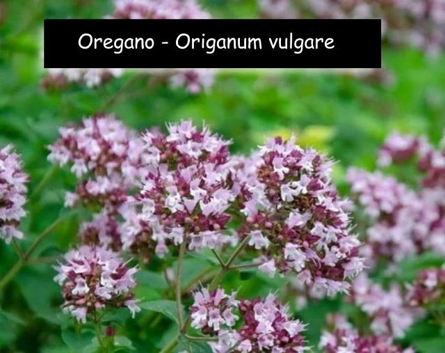 Origanum vulgare