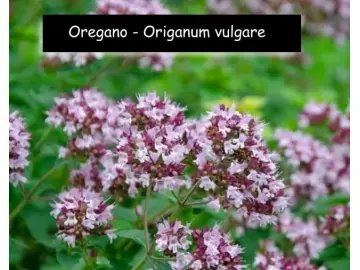 Origanum vulgare