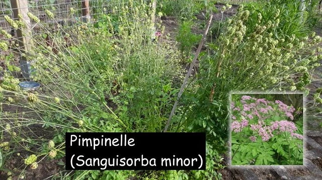 Pimpinelle Sanguisorba minor