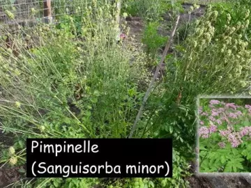 Pimpinelle Sanguisorba minor