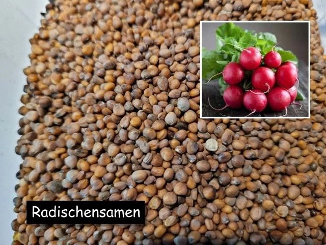 Radischensamen