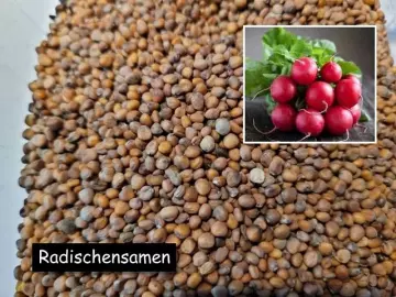 Radischensamen