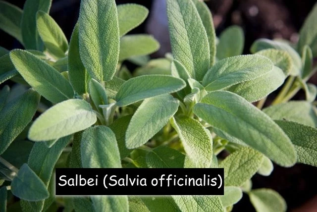 Salbei (Salvia officinalis)