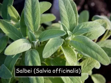 Salbei (Salvia officinalis)