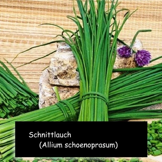 Schnittlauch (Allium schoenoprasum)