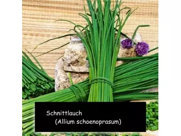 Schnittlauch (Allium schoenoprasum)