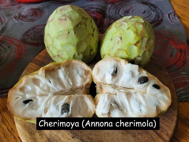 Cherimoya (Annona cherimola)
