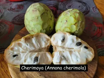 Cherimoya (Annona cherimola)