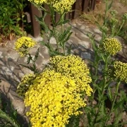 Schafgarbe, gelb