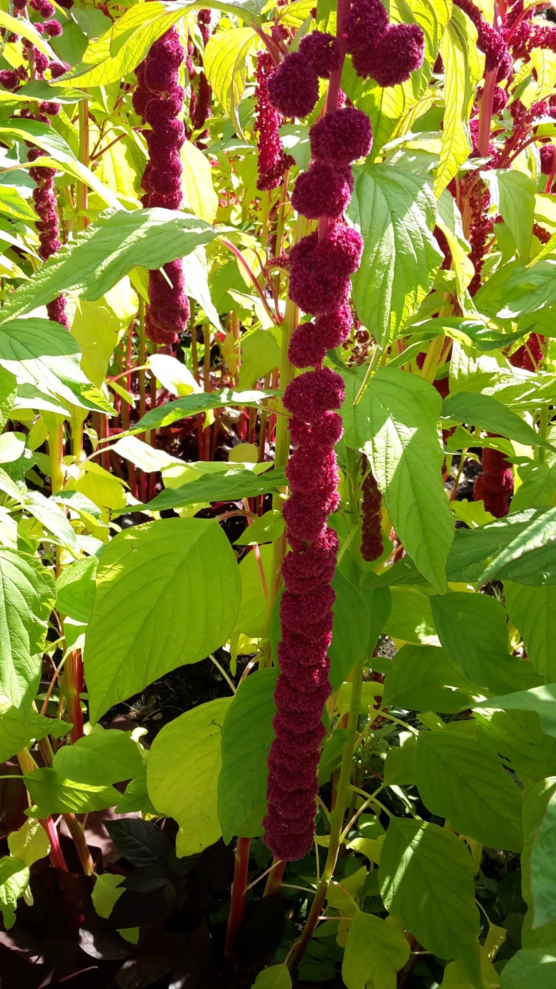 Fuchsschwanz , mit Bommel