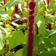 Fuchsschwanz , mit Bommel