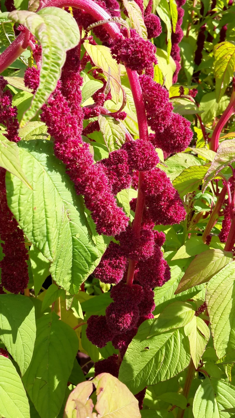 Fuchsschwanz , mit Bommel