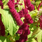 Fuchsschwanz , mit Bommel