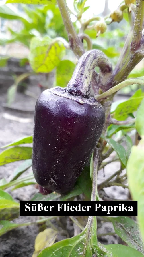 Süßer Flieder Paprika